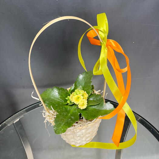 Желтое цветущее каланхоэ в корзиночке