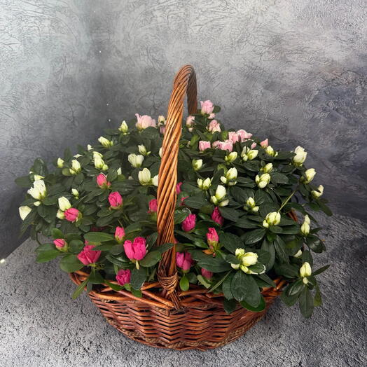 Роскошная корзина азалии в горшке