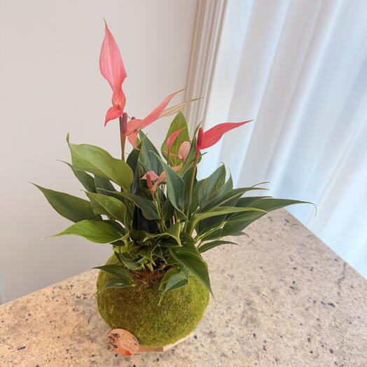 Кокедама Антуриум на подставке из дерева