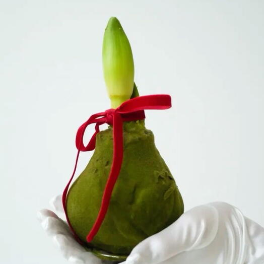 Амариллис в воске зеленый