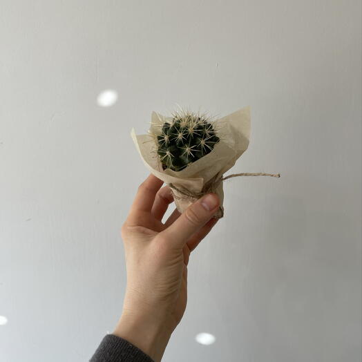 Кактус