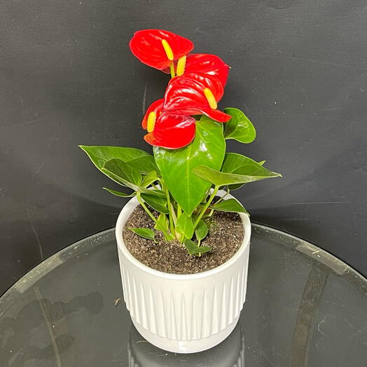 Красный антуриум в стильном белом кашпо