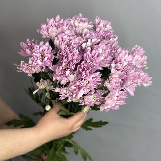 Хризантема кустовая розовая в пачке ( 5 шт)