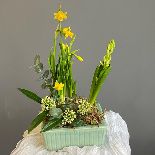 Садик с нарциссами и скиммией «Лучики весны »