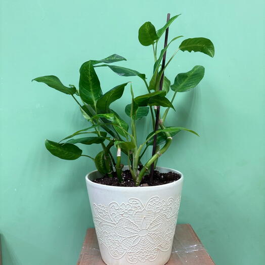 Диффенбахия (Dieffenbachia) в керамическомом горшке