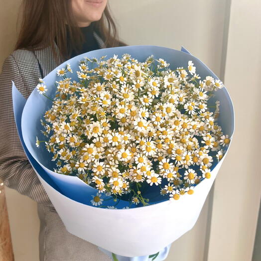 Ромашковое поле