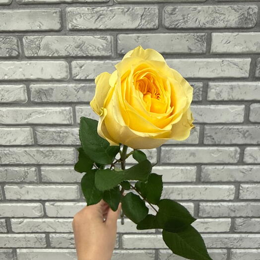 Роза желтая пионовидная 💛