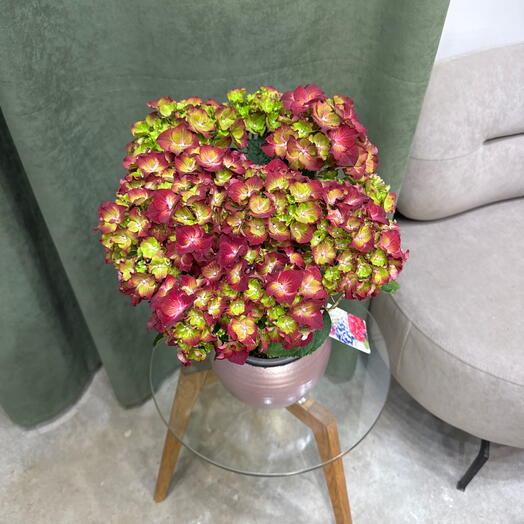 Гортензия Hyndrangea / Бордо