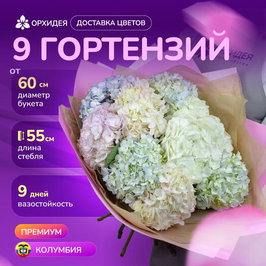 9 гортензий "Джамбо"