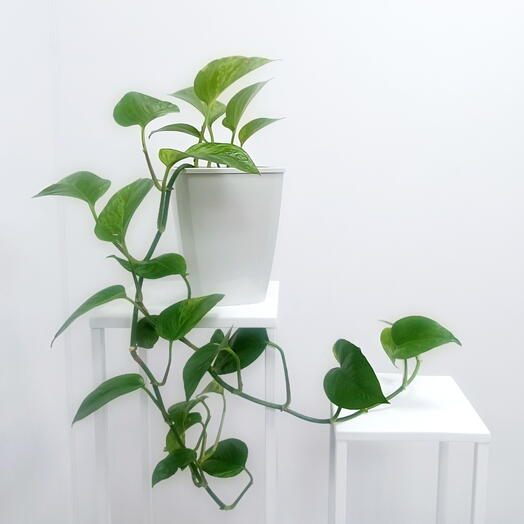Комнатное растение Эпипремнум вариегатный 🌿