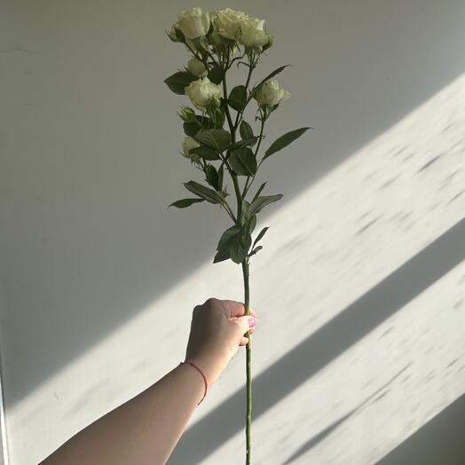 Роза кустовая Ак барс