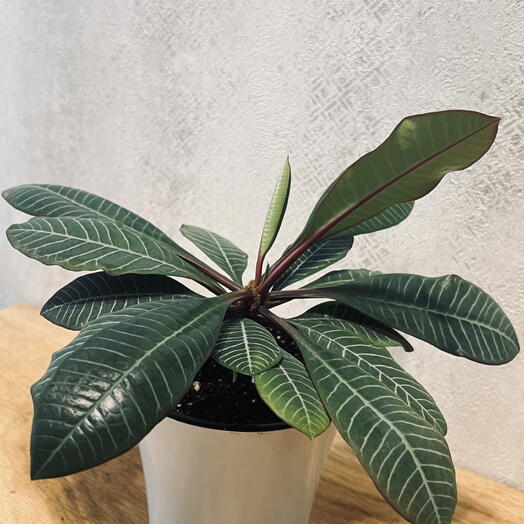 Молочай (лат. Euphorbia)