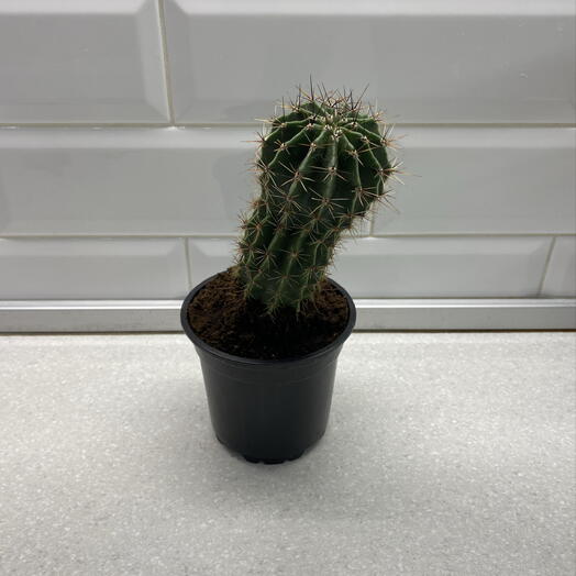 Кактус 🌵