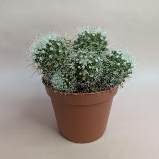 Кактус в горшке 🌵 Неприхотливый комнатный суккулент (8)