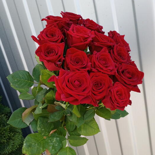 Ред Наоми 🌹 15 роз