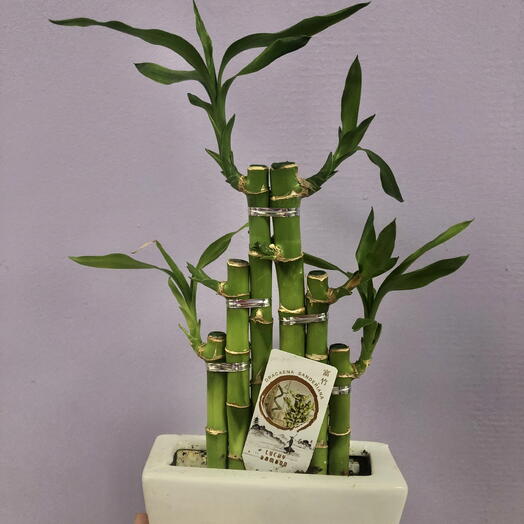 Драцена Сандера (Bamboo)