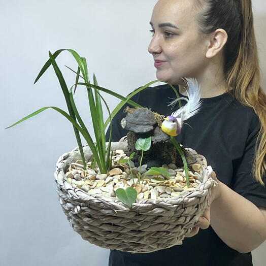 Мини садик с аетуриумом, аиром, чагой на коре и птичкой в плетеной корзине