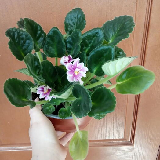Сенполия