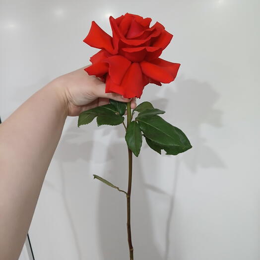 Французская роза Нина