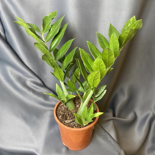 Замиокулькас 50 см
