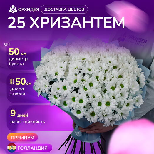 Букет 25 белых хризантем "Бакарди"