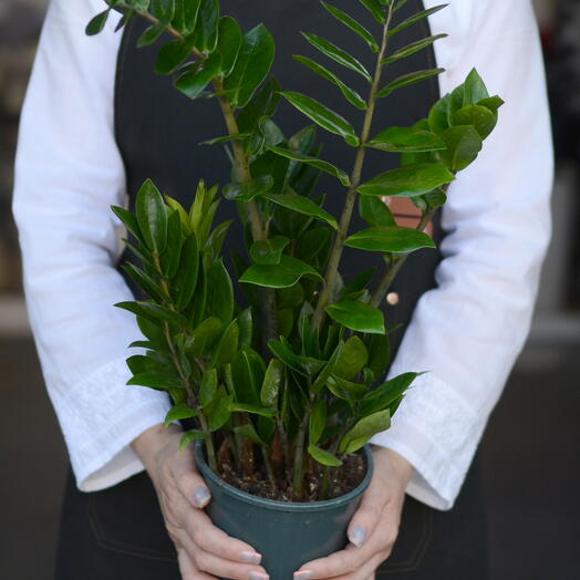 Замиокулькас (Zamioculcas zamiifolia),  «долларовое дерево»