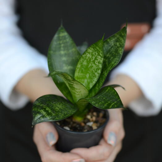 Сансевиерия Ханни (Sansevieria hahnii)