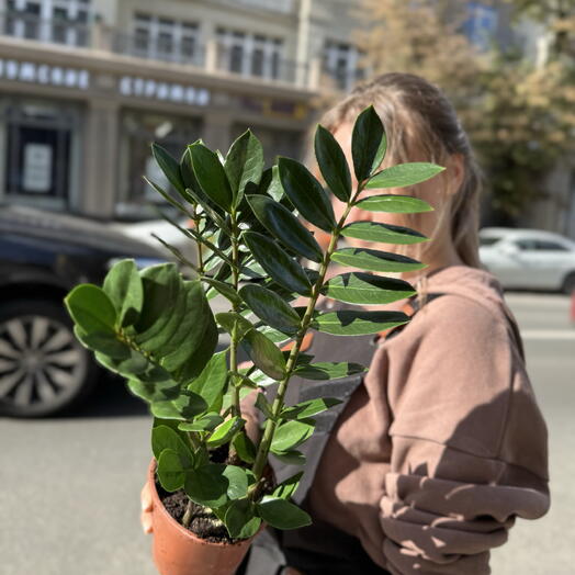 Замиокулькас в горшке