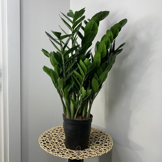 Замиокулькас в горшке d15cm пышный куст суккулент на подарок
