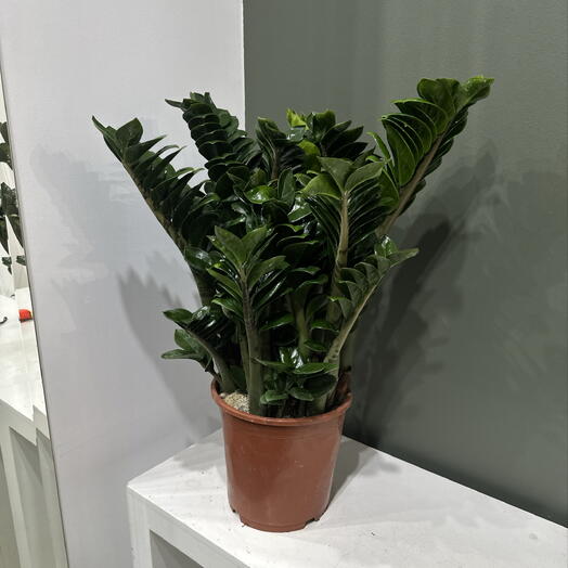 Замиокулькас Зензи