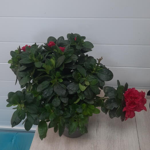 Рододендрон/Комнатные растения Уфа/Комнатные цветы Уфа