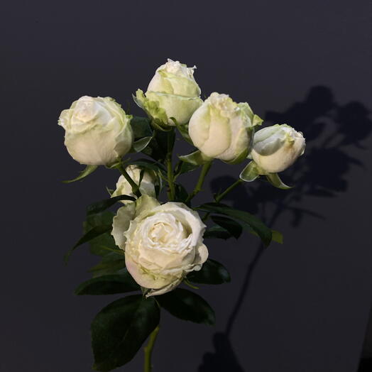 Spray rose