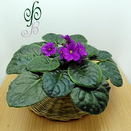 Фиалка (*5), сенполия
