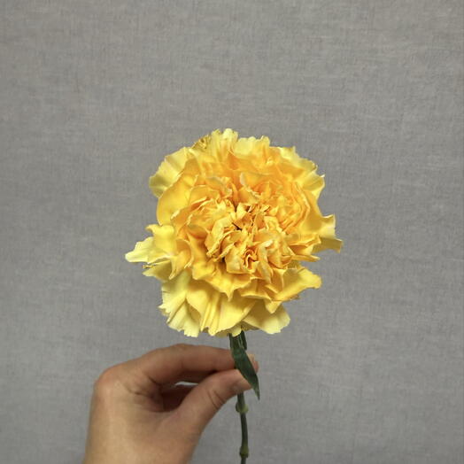 Гвоздика(диантус) желтая💛