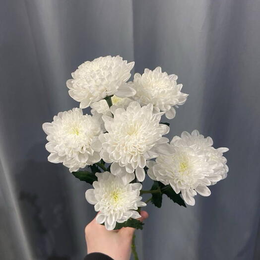 Хризантема Алтай кустовая