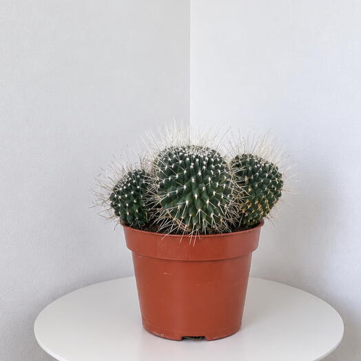 Mammillaria spinosissima cv.  Un Pico