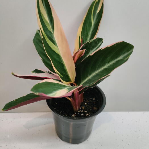 Строманта Триколор (Stromanthe thalia Tricolor)
