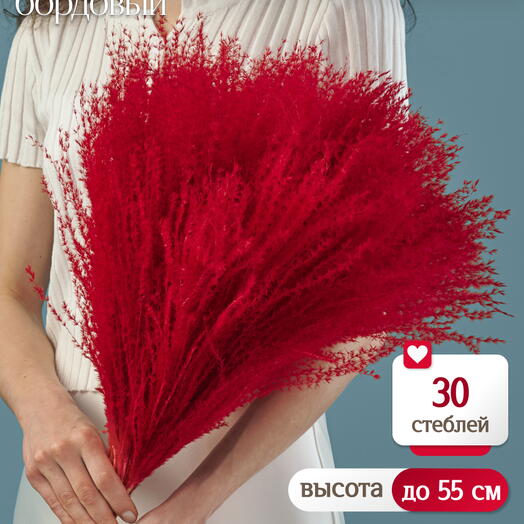 Мискантус бордовый 30 шт. Высший сорт М040