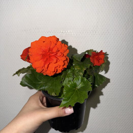 🧡 Бегония Элатиор «Огненный коралл»