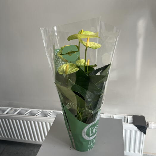 Антуриум
