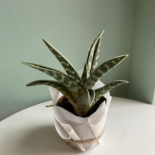 Алое Variegata