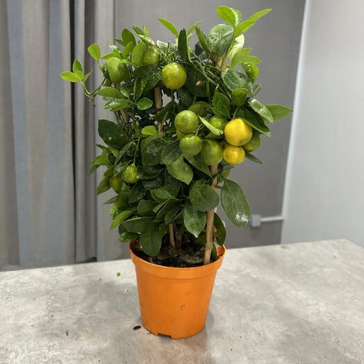 Комнатное цитрусовое дерево,Кумкват(Citrus japonica)каломандин