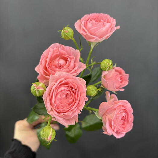 Пионовидная Кустовая Роза 💕(50-60 см)💕Малиновая