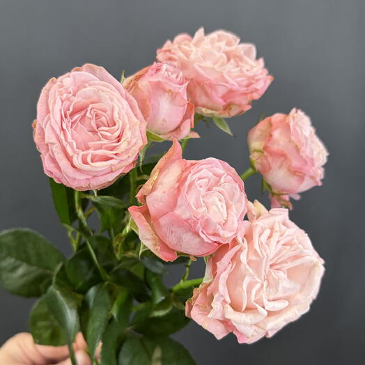 Пионовидная Кустовая Роза 🌸(50-60 см)🌸Розовая