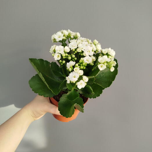 Floris