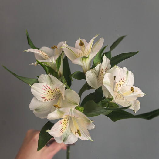 Альстромерия белая