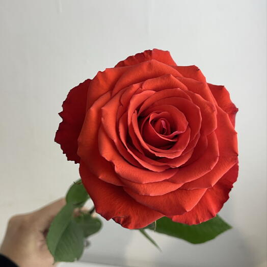 Розы коралловые одноголовые