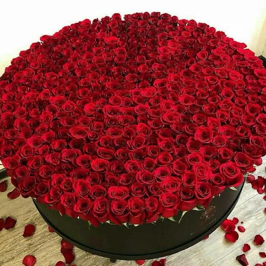 501 🌹