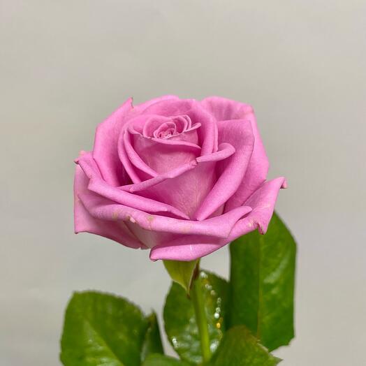 Роза 🌹 Местная Мэри Тим