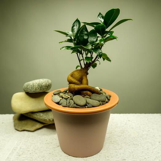 Фикус Микрокарпа в кашпо